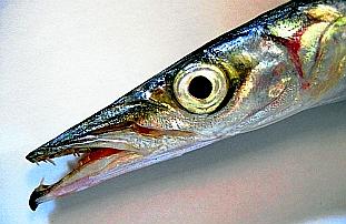857_K1BARACU.jpg