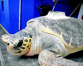 858_K1TORTUE.jpg