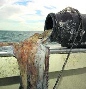 OBJ803409_1.jpg